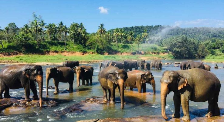 srilanka tour booking online (2)